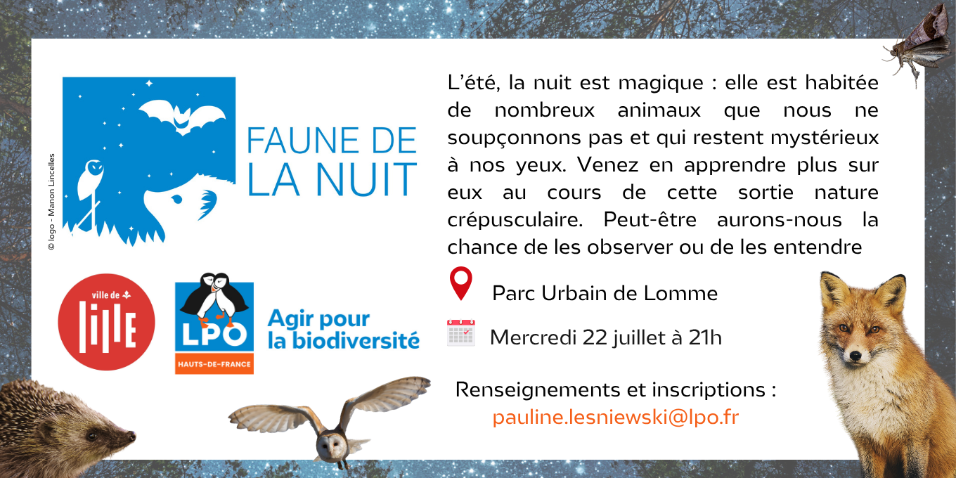 Faune de la nuit - Parc urbain de Lomme